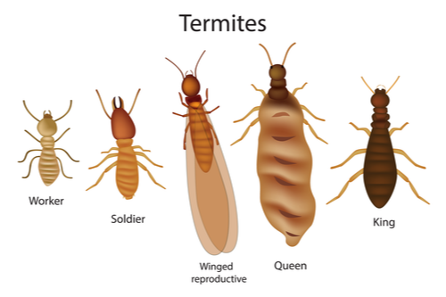What Does a Termite Look Like? A Complete Guide to Spotting These Tiny Wood Eaters