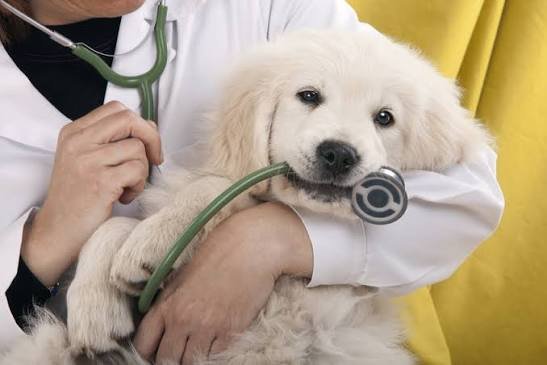 Why Choosing The Right Animal Hospital Improves Pet Longevity