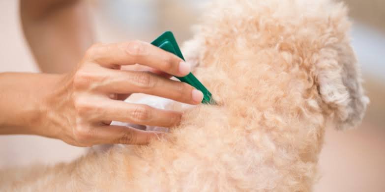 The Connection Between Parasite Prevention And Family Health