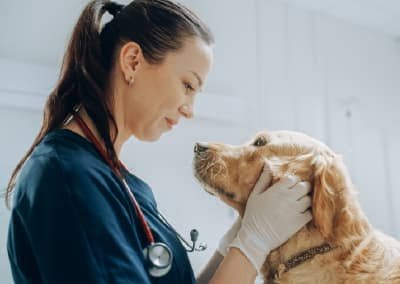 How Animal Hospitals Create Stress Free Experiences For Pets