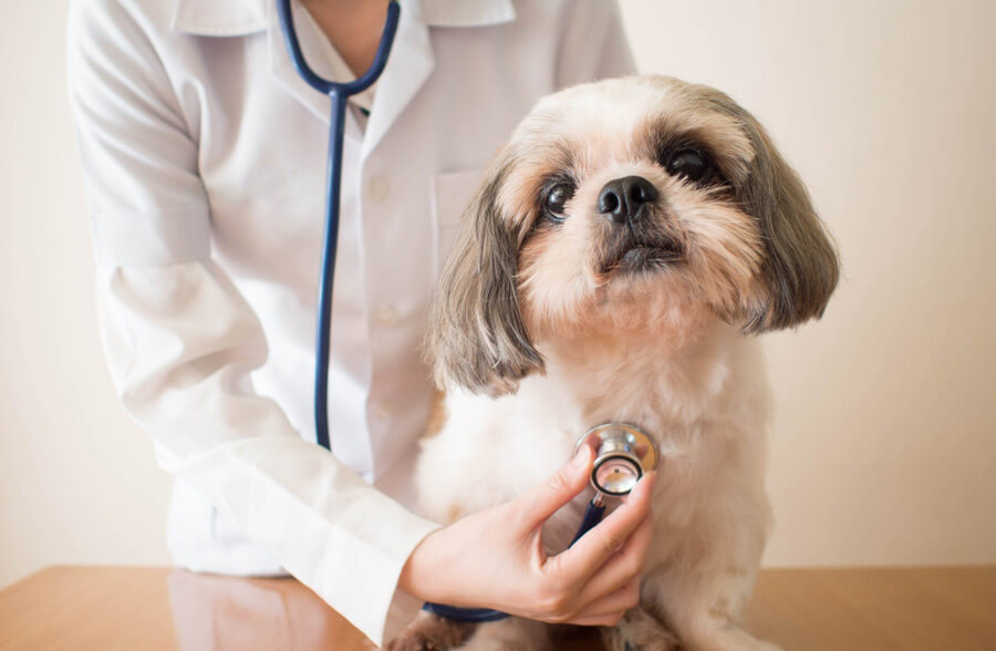 Why Animal Hospitals Are Expanding Community Outreach Efforts