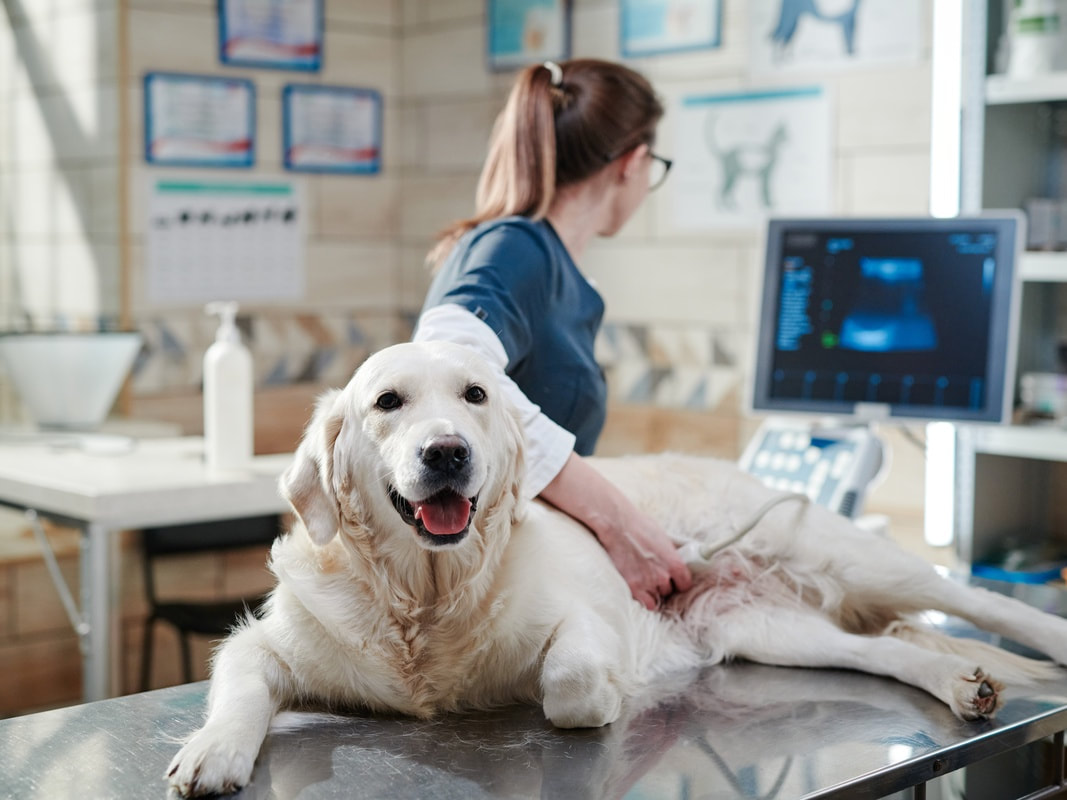6 Tips For Making Vet Visits Less Stressful For Your Pet