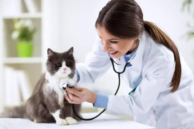 4 Benefits Of Choosing An Accredited Veterinary Clinic