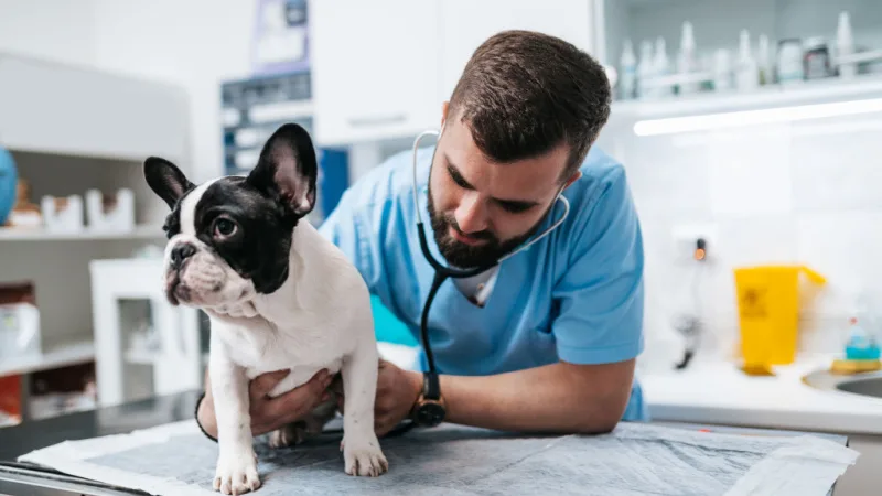 Why Veterinary Hospitals Are Essential For New Pet Owners