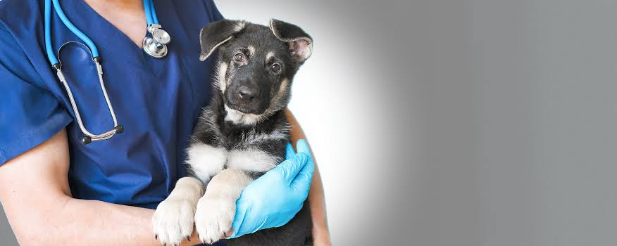 After Hours Pet Care: How Veterinary Urgent Care Fills The Gap