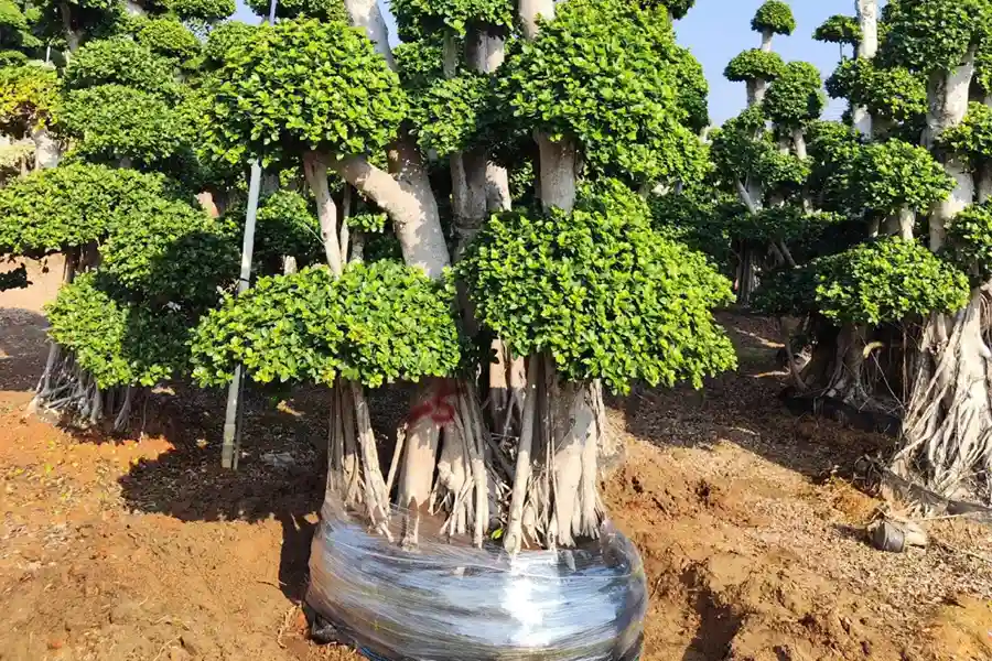 Bonsai Plant Supplier: Your Complete Guide to Finding High-Quality Bonsai Trees