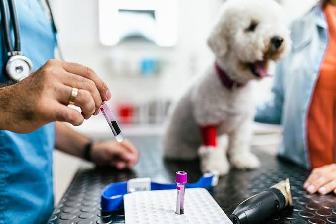 Why Early Detection Is Crucial in Veterinary Medicine