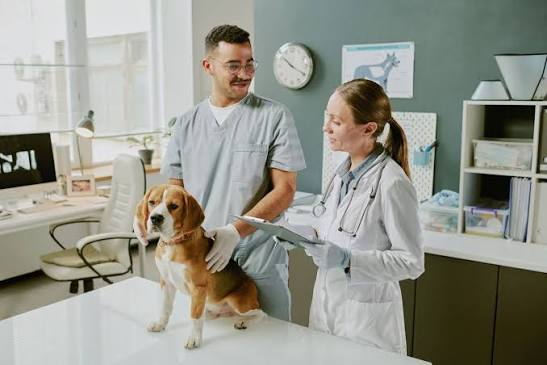 Why Animal Hospitals Are Leaders In Specialized Emergency Care