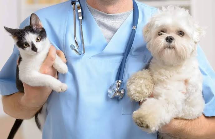 4 Services That Differentiate Veterinary Clinics From Other Facilities