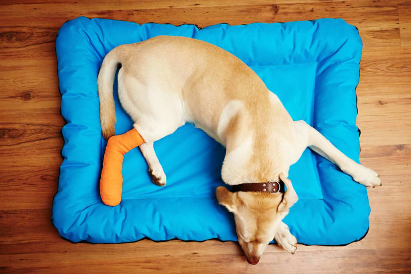 4 Reasons Pets Need Pain Management After Surgery