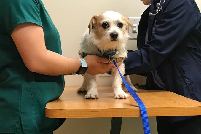 How Animal Hospitals Reduce Stress For Nervous Pets