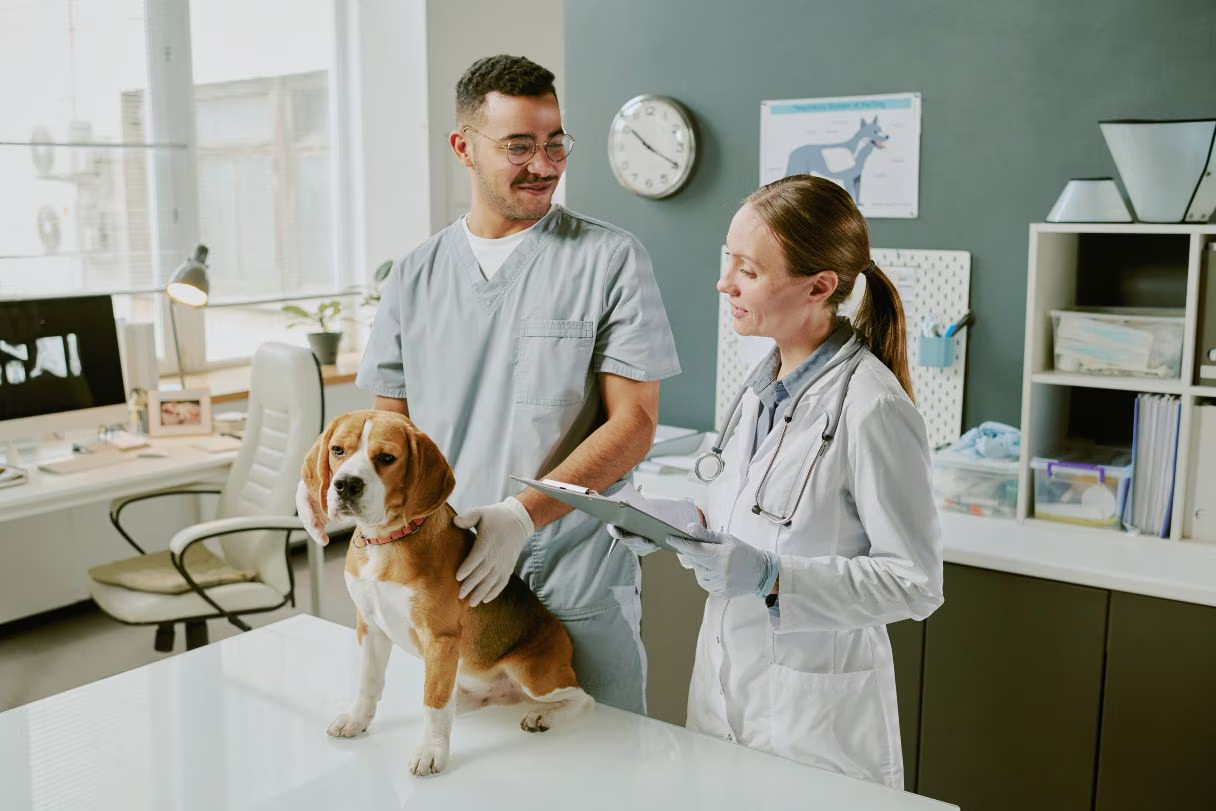 How General Veterinarians Support Emergency And Preventive Care