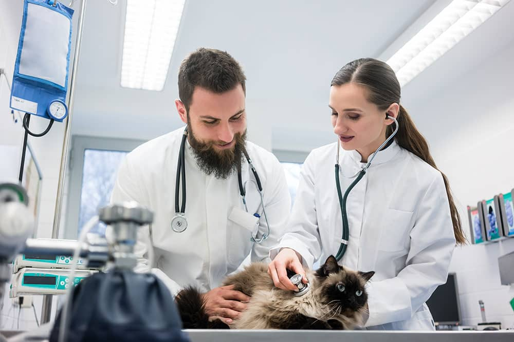 Inside A Veterinary Icu: How Critical Care Teams Monitor Patients 24/7