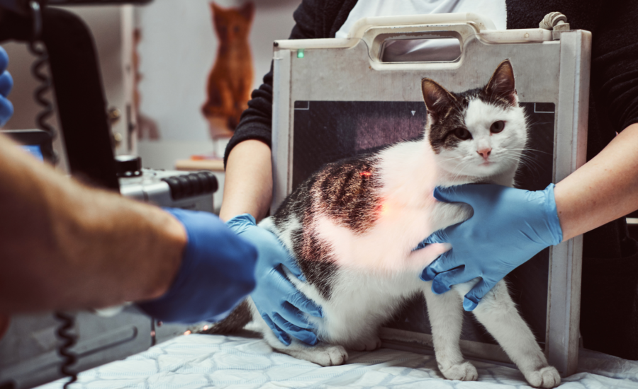 3 Signs It’s Time To Visit A Veterinary Hospital Immediately